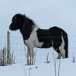 Lofoten Midnightsun Northern Lights Golf Horses * Gimsoy
