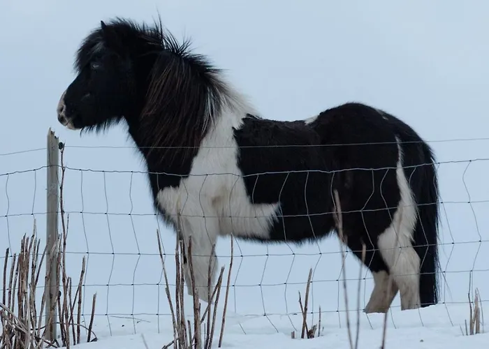 Lofoten Midnightsun Northern Lights Golf Horses * Gimsoy
