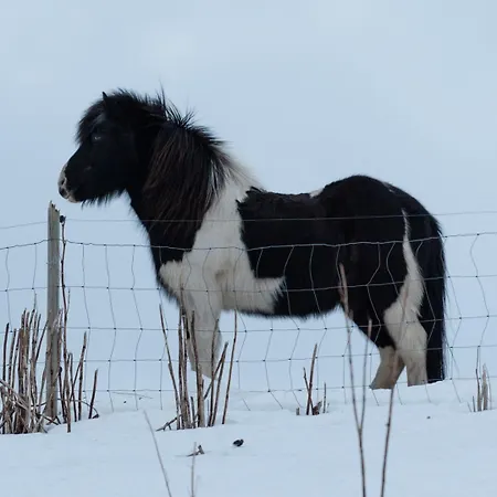 Lofoten Midnightsun Northern Lights Golf Horses * Gimsoy